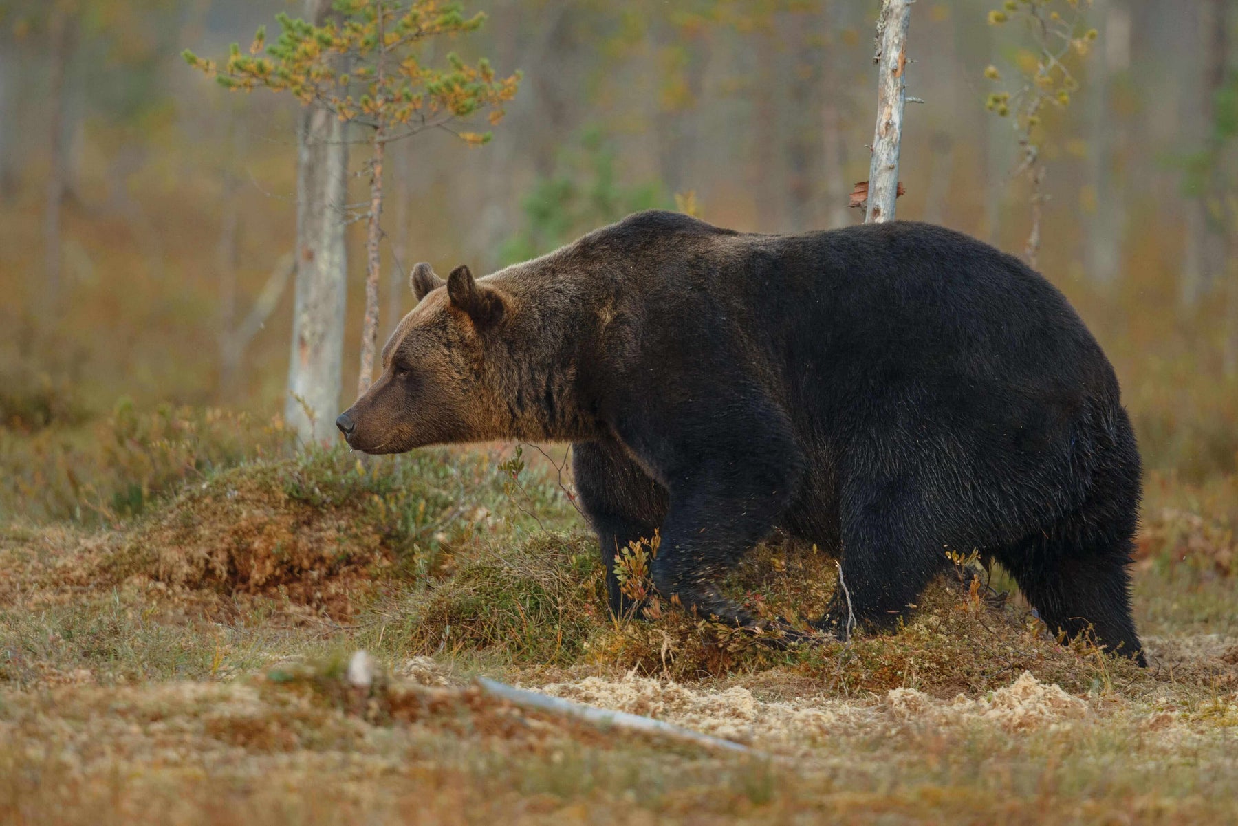 Wild bear walking through forested area, highlighting the importance of bear safety for campers and hikers in bear country.