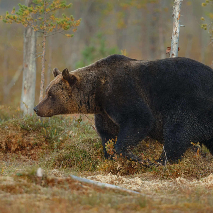 Wild bear walking through forested area, highlighting the importance of bear safety for campers and hikers in bear country.